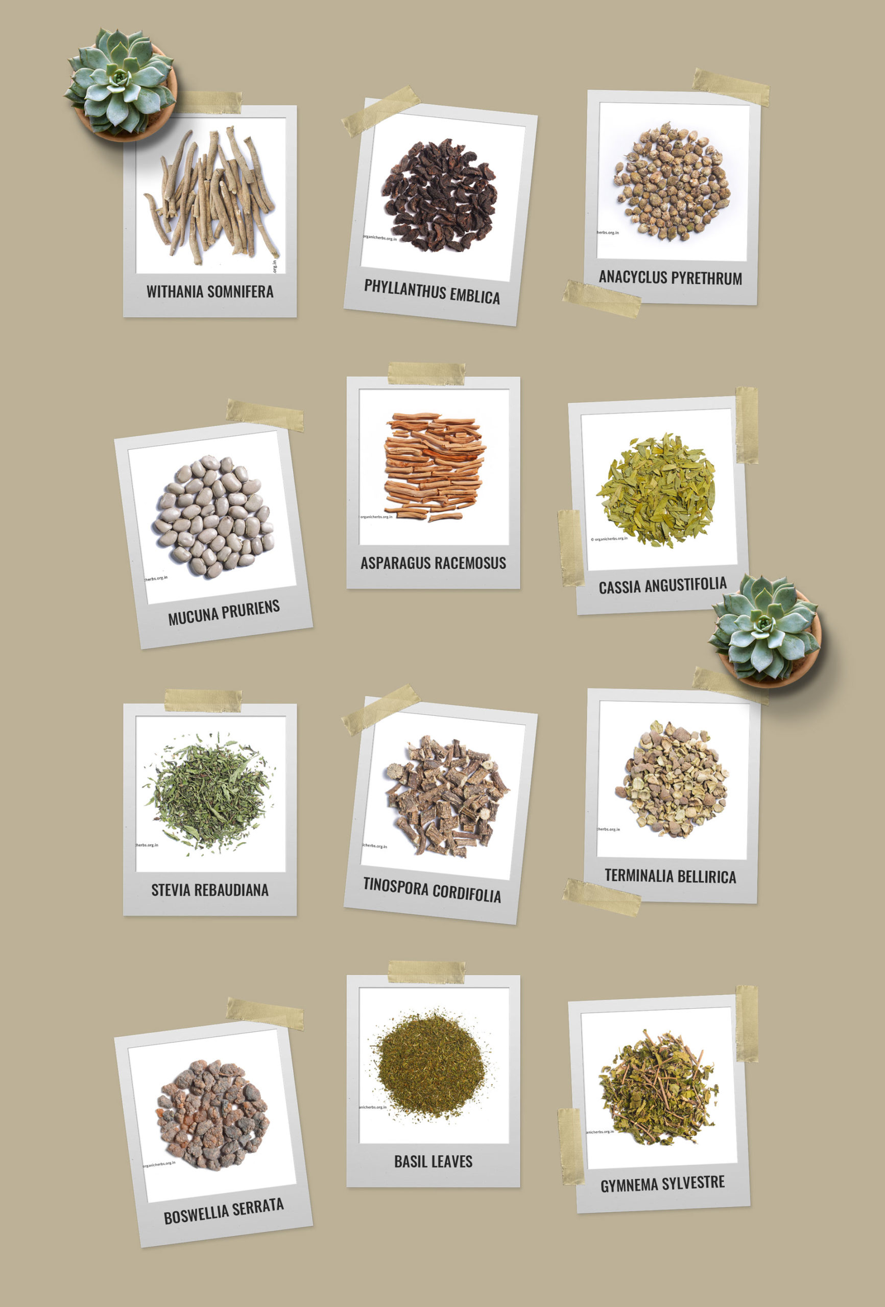 product photography of herbs
